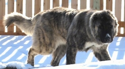 Kira Akuma Junior the Caucasian Shepherd Dog is walking around in snow. There is a wooden fence behind her