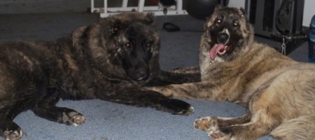 Draka(left) and Kira right) the Caucasian Shepherd Dogs are laying face to face on a carpet in a house