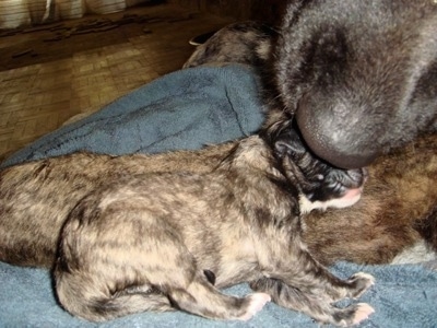 Kira the Caucasian Shepherd licking her puppy on a towel