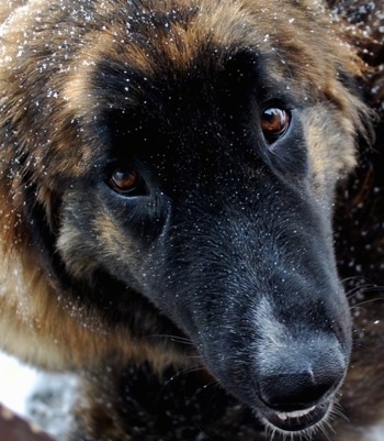 Close Up - Ozzy the Caucasian Shepherd Dog with snow on his head