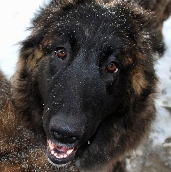 Close up head shot - Ozzy the Caucasian Shepherd Dog with his mouth open and snow on his head