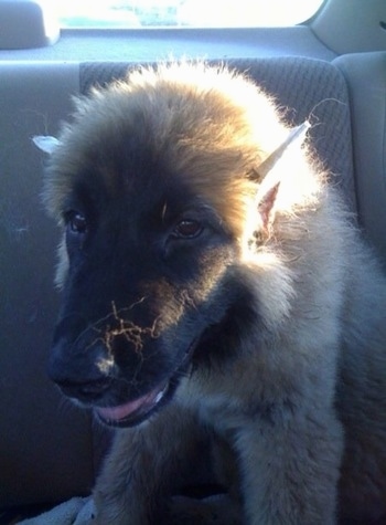 Thriller the Caucasian Shepherd Puppy is sitting in the backseat of a car