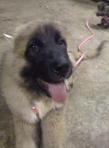 Thriller the Caucasian Shepherd Puppy is laying on a concrete floor with his mouth open and tongue out