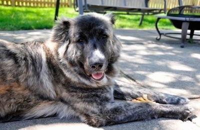 Close Up - Kira Akuma Junior the Caucasian Shepherd is laying on a cement patio area and it is looking towards the camera holder