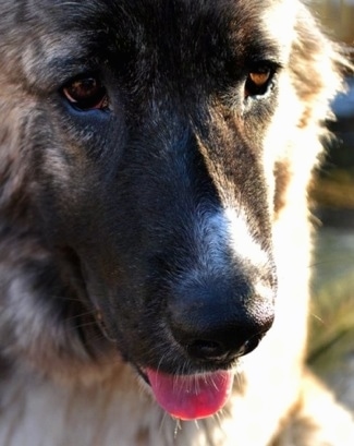 Close Up - Kira Akuma Junior the Caucasian Shepherd with her mouth open and her tongue slightly out