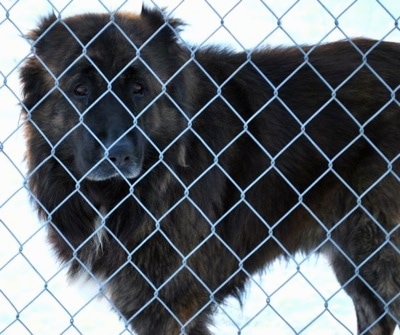 Osaka the Caucasian Shepherd dog behind a chainlink fence