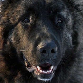 Close Up - Osaka the Caucasian Shepherd's face