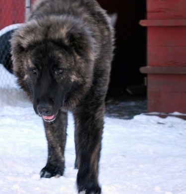 Osaka the Caucasian Shepherd is walking around on snow outside with its mouth open in front of a red barn