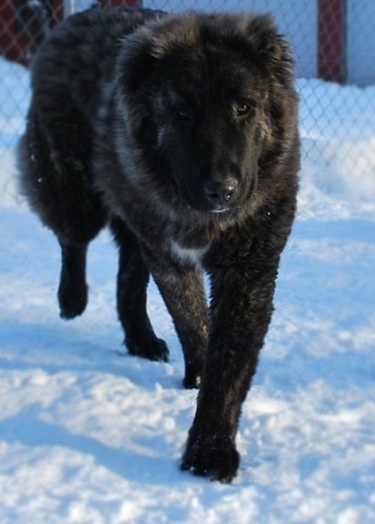 Osaka the Caucasian Shepherd is walking in snow there is a chainlink fence behind it