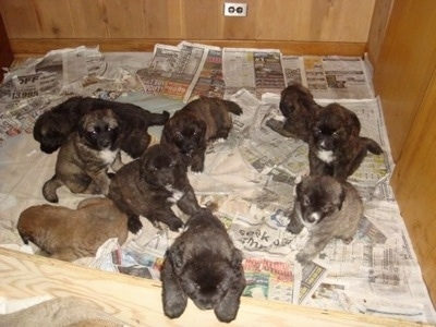 A Litter of Ovcharka puppies in a whelping box on top of a bunch of newspapers