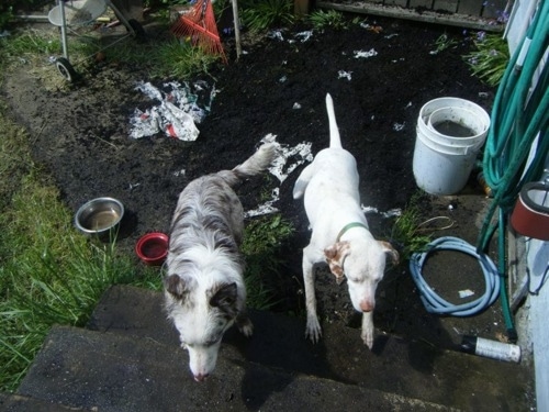 Boone the Aussie and Grendel the Pointer walking upstairs from outside with dirt all over the walkway