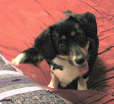 Maya the Cava-Corgi sitting on a red blanketed bed with its tongue out and looking at the camera holder