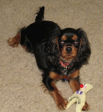 Boz the Cavalier King Charles Spaniel is laying on a carpet with a toy in its front paws