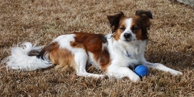 Mickey the Cava-lon is laying outside in brown grass with a blue ball in between its front paws