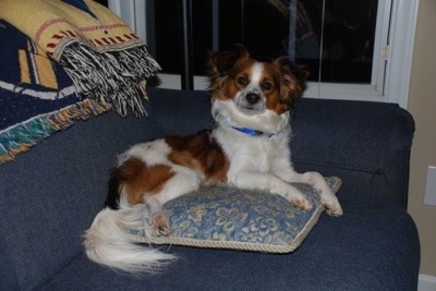 Mickey the Cava-Lon is laying on a pillow and on a blue couch