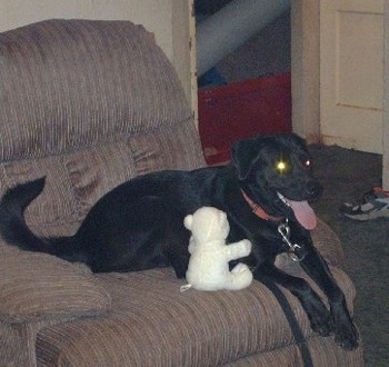 Sleepy the Chabrador laying in a brown recliner with a white teddy bear plush toy next to him appearing to be giving him a hug