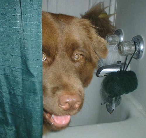 Close Up - Gracie the Chabrador standing in a tub behind a green shower curtain