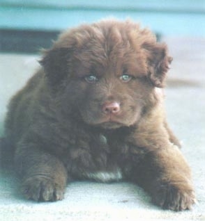 Close Up - Gracie the Chabrador as a puppy laying on a carpet