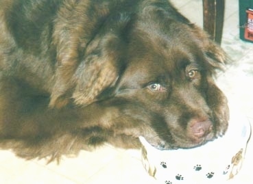 Close Up - Gracie the Chabrador is laying on a tiled floor with her head in a food bowl