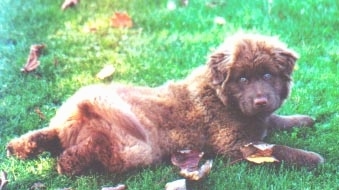 Gracie the Chabrador as a puppy laying in grass and looking at the camera holder with a few fallen fall leaves scattered around