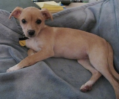 Attalyn the Cheagle laying on a light blue blanket and looking at the camera holder