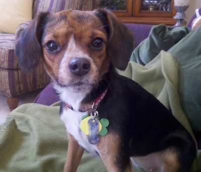 Close Up - Gidget the Cheagle sitting on a couch and a blanket and looking at the camera holder with purple, yelllow and green dog tags hanging from her collar