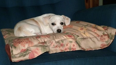 Olivia the Cheagle is laying on a flowered pillow in an arm chair