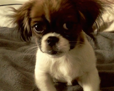 Close Up - Franklin the Cheeks Puppy is laying on a blanket