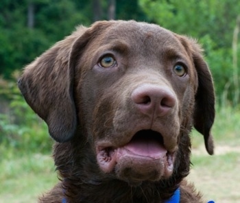 Close Up head shot - Drake the Chesapeake Bay Retriever is sitting in a field