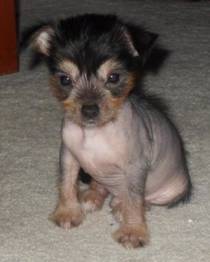 Quinn the Chi-Chi Puppy is sitting on a carpet and looking towards the camera holder