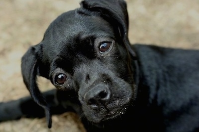 Close Up - Daisy Mae the black Chi-Spaniel puppy laying in dirt looking at the camera holder with her head tilted to the left