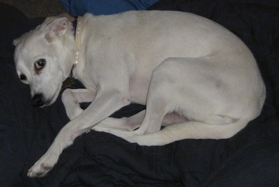 Penny Whistle the white Chi-Spaniel is laying on a blanket and looking at the camera holder