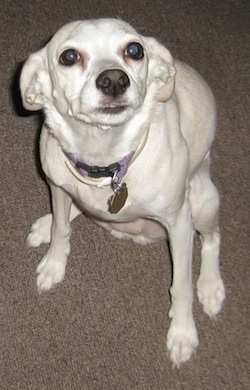 Penny Whistle the Chi-Spaniel is sitting on a carpet and looking at the camera holder