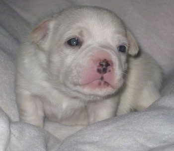 Close Up - Basse the white Chi Staffy Bull puppy laying on a white blanket looking in the direction of the camera holder