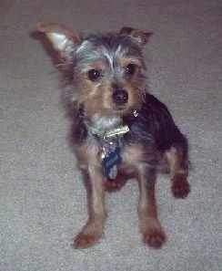 Kodiak the black and tan Chorkie is sitting on a carpet and looking towards the right
