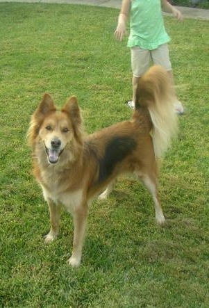 Lilly the Chow Shepherd is standing outside in grass and looking at the camera holder and a child is in the background