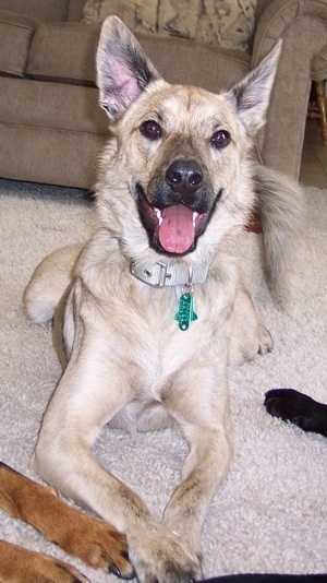 Louie the Chow Shepherd is laying on a tan rug in front of a darker tan couch with his mouth open and tongue out with two other dog's paws on each side of him