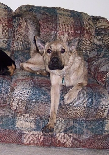 Louie the Chow Shepherd is laying on a blue, tan, and maroon patterned couch and his paw is hanging over the edge of the couch