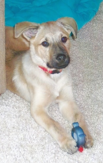 Louie the Chow Shepherd as a puppy laying next to a tan couch in front of a teal-blue pillow dog bed with a toy between his front paws