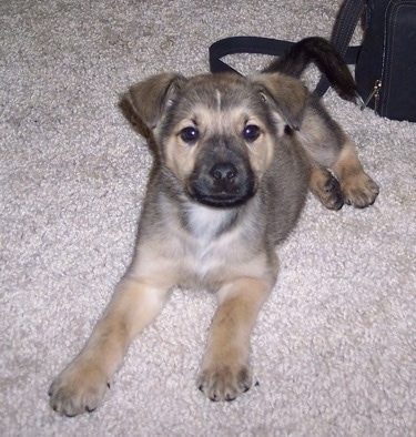 Louie the Chow Shepherd as a puppy laying on a tan carpet in front of a black purse and looking at the camera holder