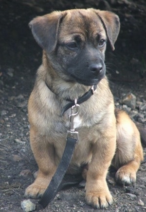 Benji the tan and black Chug sitting on a blacktop hooked to a black leash