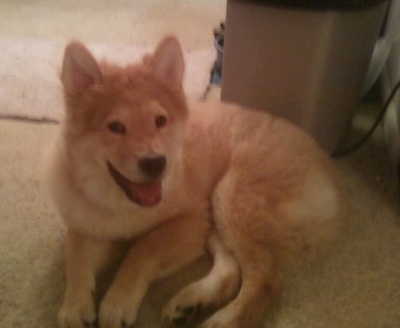 Bear the Chusky is laying on a tan carpet in front of a trash can