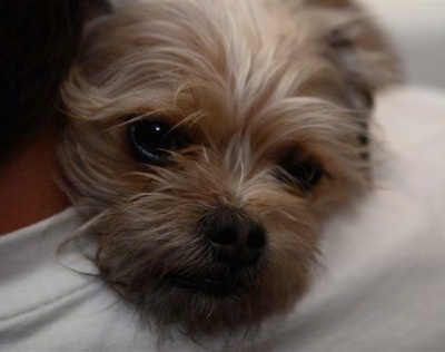 Close Up head shot - Griffin the Chussel resting his head on a white sheet and looking forward