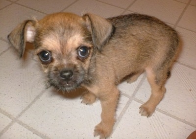 Griffin the Chussel as a puppy standing on a white tiled floor and looking at the camera holder