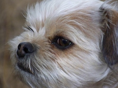 Close Up head shot - Griffin the Chussel's face