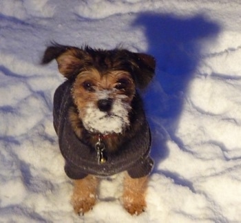 KW the Chussel is sitting outside in snow with snow stuck to his snout and chin and looking up at the camera with his shadow behind him