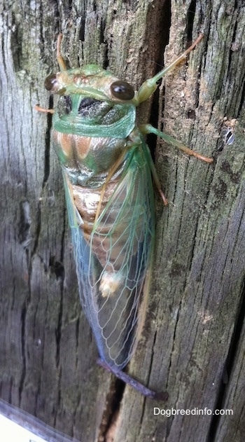 Close Up - Cicada on a tree