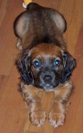 Hannah the Cock-A-Tzu as a puppy laying on a hardwood floor and looking up at the camera