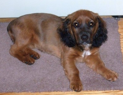 Hannah the Cock-A-Tzu as a Puppy is laying on a light maroon throw rug in front of a white wall and looking at the camera holder