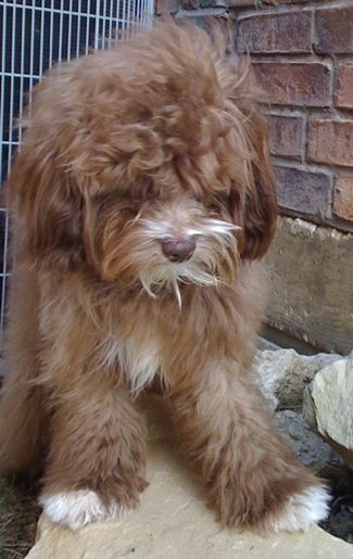 Snickers the Cock-a-Tzu is standing on a rock with a brick wall and a gate behind it